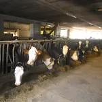 Апартаменты Am Bauernhof Strassonig Vulgo Hornis
